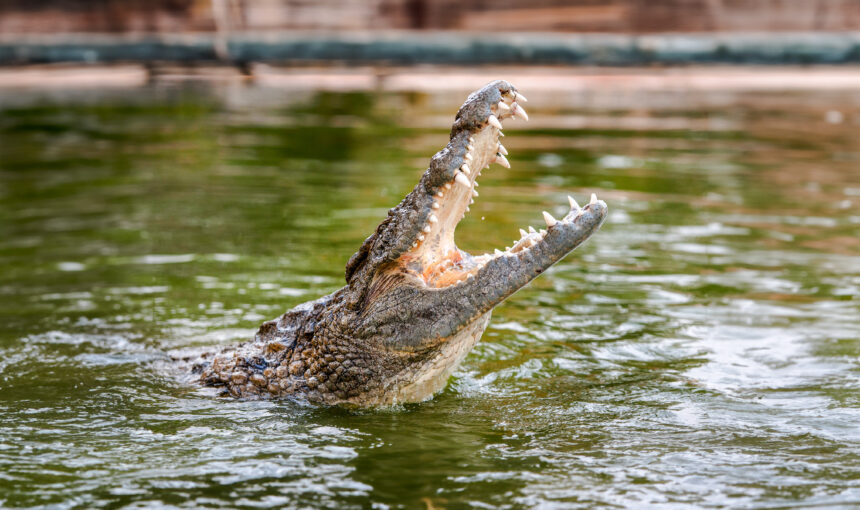 Crocodile Park Dubai – A Thrilling Wildlife Experience!
