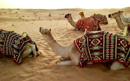 Experience the magic of Desert Safari Dubai with stunning golden dunes, thrilling rides, and cultural performances. Discover the top Dubai desert trip spots and the best desert safari Dubai location for an unforgettable adventure!