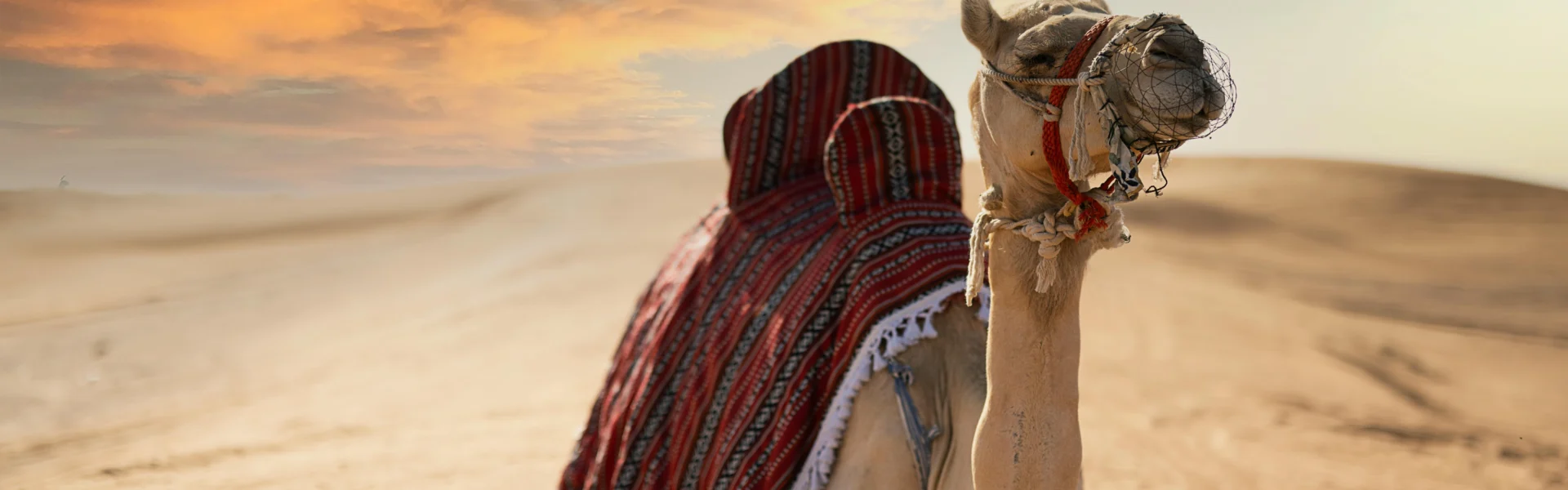 Tourists enjoying a thrilling Morning Desert Safari in Dubai with dune bashing and stunning desert landscapes.