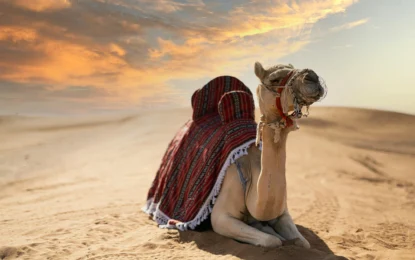 Morning Desert Safari – Sunrise Thrill in Dubai!