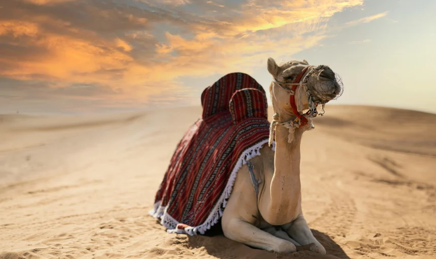 Tourists enjoying a thrilling Morning Desert Safari in Dubai with dune bashing and stunning desert landscapes.