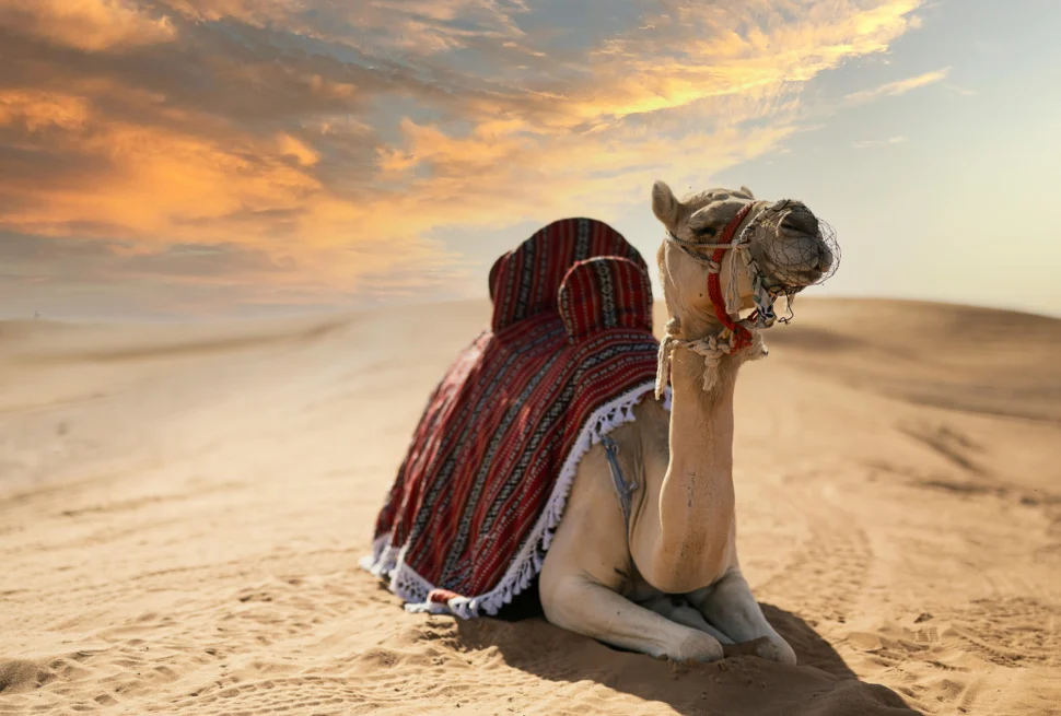 Tourists enjoying a thrilling Morning Desert Safari in Dubai with dune bashing and stunning desert landscapes.