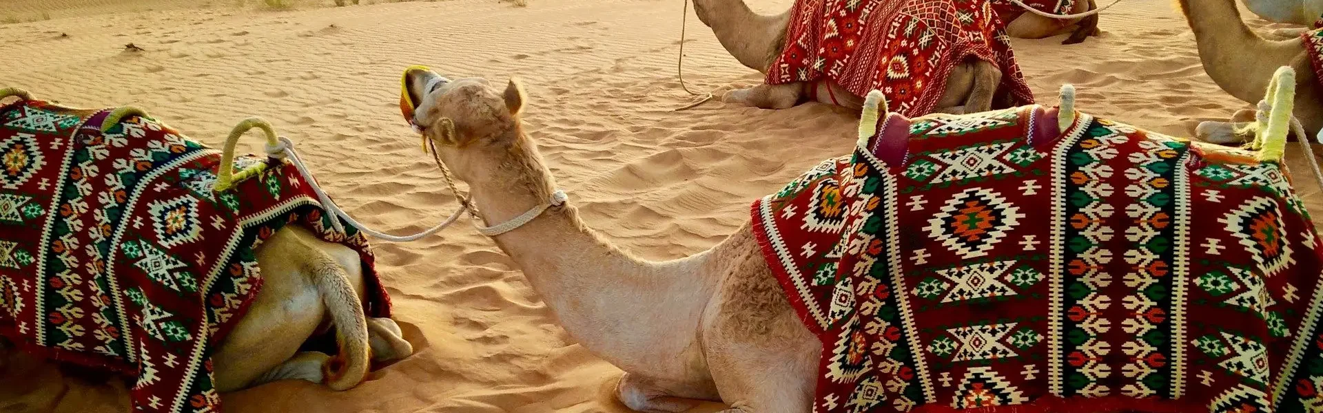 Tourists enjoying a desert safari in Dubai with 4x4 dune bashing, camels, and a golden sunset over the vast Arabian sands.