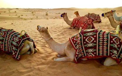 Desert Safari – 500+ Reviews on Dubai’s Top Adventure