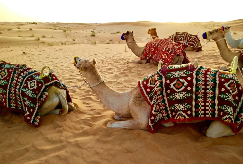 Tourists enjoying a desert safari in Dubai with 4x4 dune bashing, camels, and a golden sunset over the vast Arabian sands.