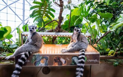 The 7 Must Visit Best Zoos and Aquariums in Dubai