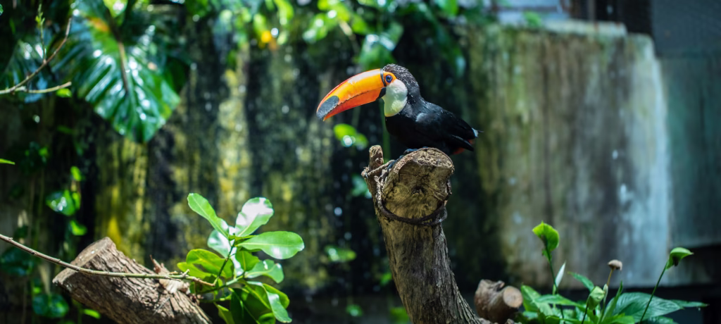 The Green Planet Dubai rainforest exhibit showing lush greenery and exotic animals – includes visitor info on timings, location, and ticket prices.