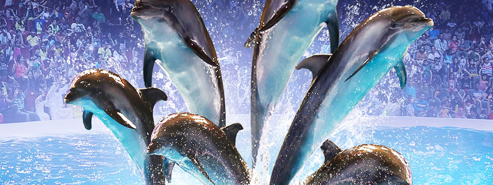 Exciting Dolphinarium Tickets experience at Dubai Dolphinarium – save big with Dolphinarium Tickets hacks