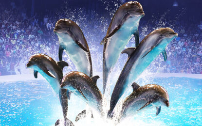 Dolphinarium Tickets | Save Big With These 3 Hacks | #SplashSave