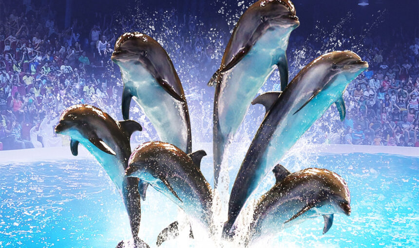 Dolphinarium Tickets | Save Big With These 3 Hacks | #SplashSave