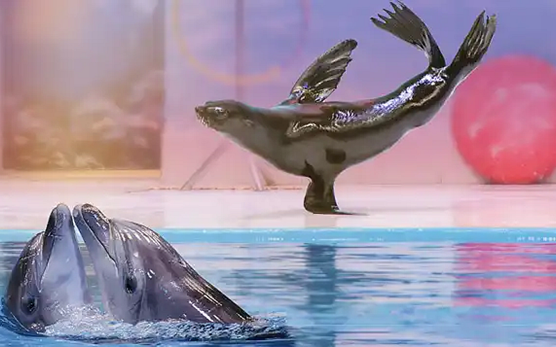 Family enjoying Dolphin Show Tickets at Dubai Dolphinarium