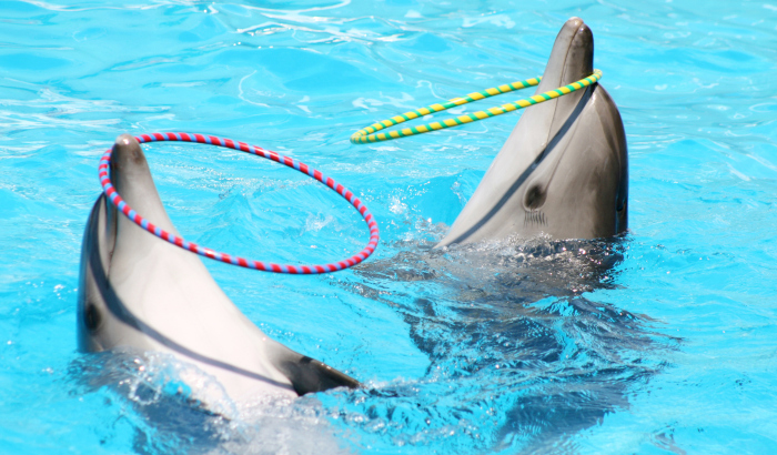 Family enjoying Dolphin Show Tickets at Dubai Dolphinarium