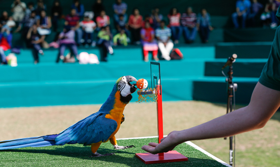 Exciting Dolphinarium Tickets experience at Dubai Dolphinarium – save big with Dolphinarium Tickets hacks