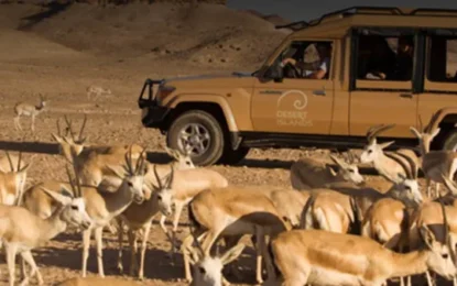 Early Morning Desert Safari | 7 Rare Wildlife | #SecretDubai