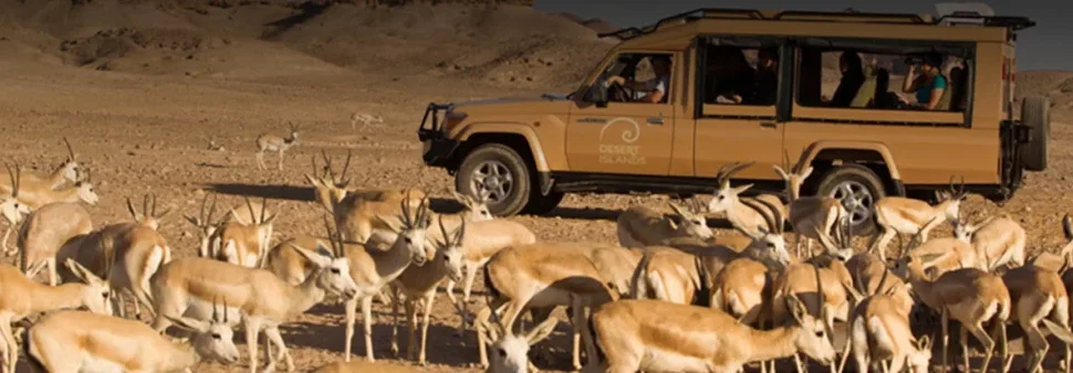 Early Morning Desert Safari | Spot 7 Rare Wildlife Species! | #SecretDubai › Forever Tourism LLC