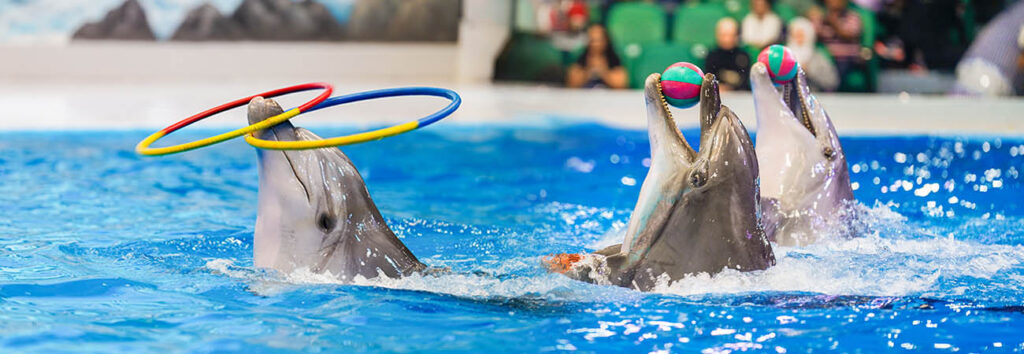 Exciting Dolphinarium Tickets experience at Dubai Dolphinarium – save big with Dolphinarium Tickets hacks
