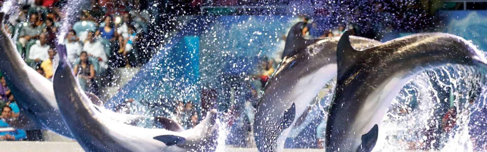 Family enjoying Dolphin Show Tickets at Dubai Dolphinarium