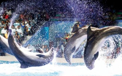 Dolphin Show Tickets | Top 3 Showtimes To Book Now | #FamilyFun