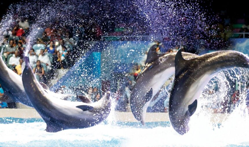 Dolphin Show Tickets | Top 3 Showtimes To Book Now | #FamilyFun