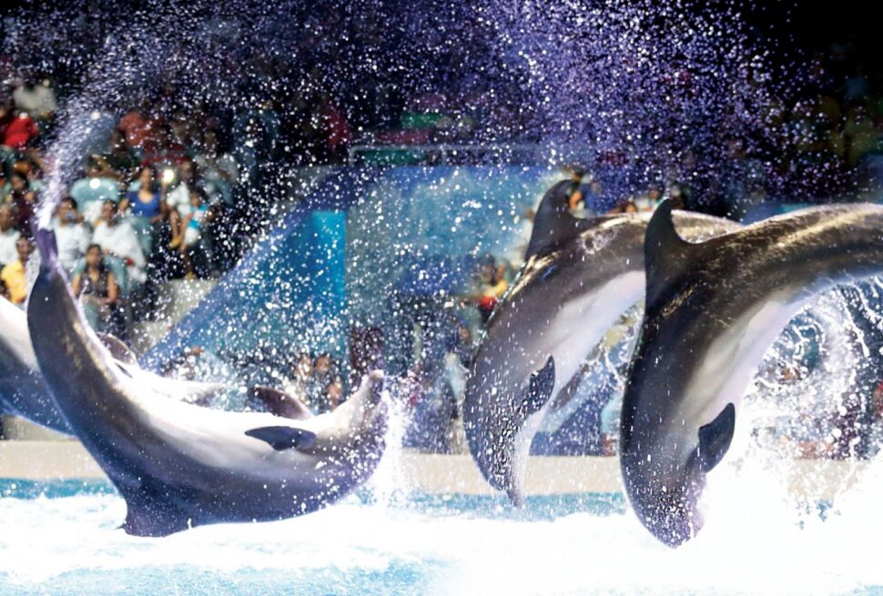 Family enjoying Dolphin Show Tickets at Dubai Dolphinarium