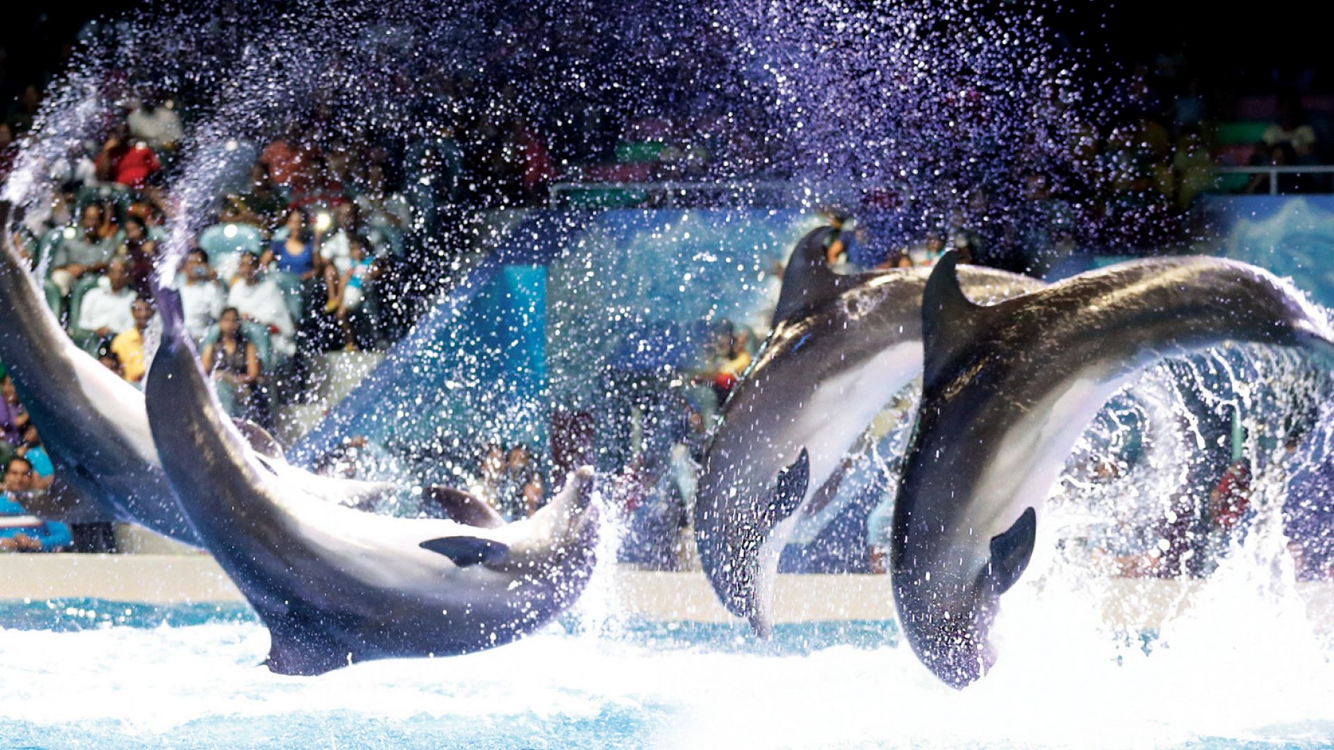 Family enjoying Dolphin Show Tickets at Dubai Dolphinarium