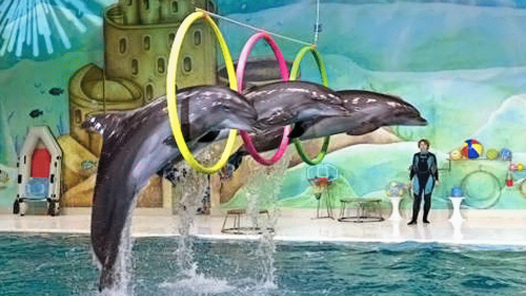 › Forever Tourism LLC Family enjoying front-row dolphin show with confirmed ticket dolphinarium