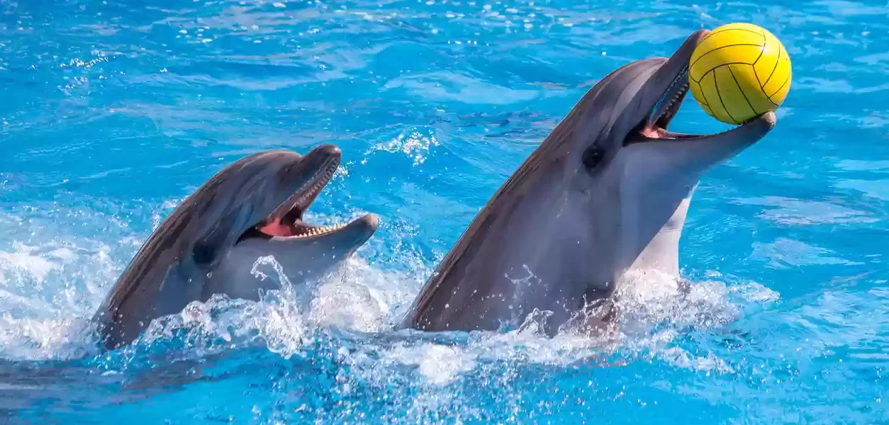 › Forever Tourism LLC Family enjoying front-row dolphin show with confirmed ticket dolphinarium