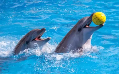 Ticket Dolphinarium | Sold Out Fast? Not With Us | #SeaSideShow