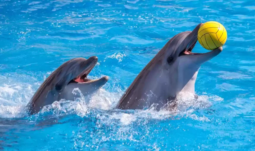 Ticket Dolphinarium | Sold Out Fast? Not With Us | #SeaSideShow