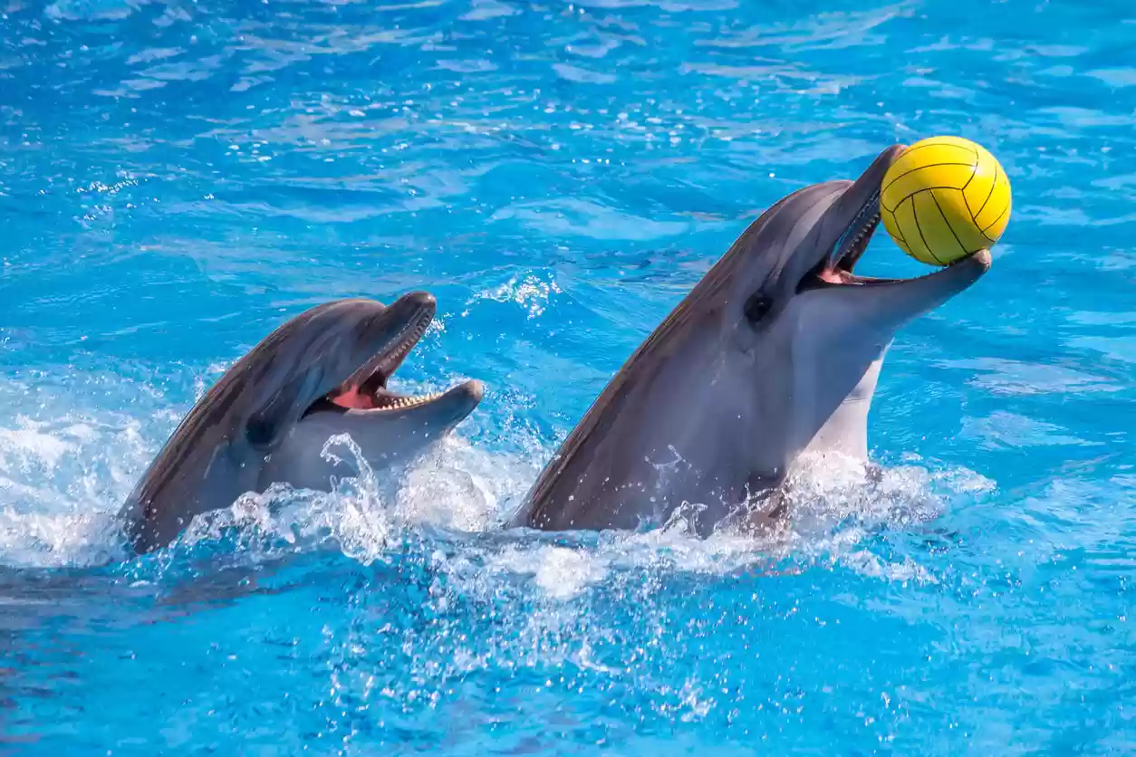 Family enjoying front-row dolphin show with confirmed ticket dolphinarium