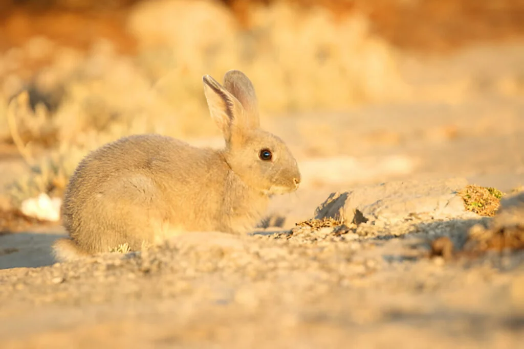 Golden dunes at sunrise during an Early Morning Desert Safari in Dubai spotlighting desert wildlife