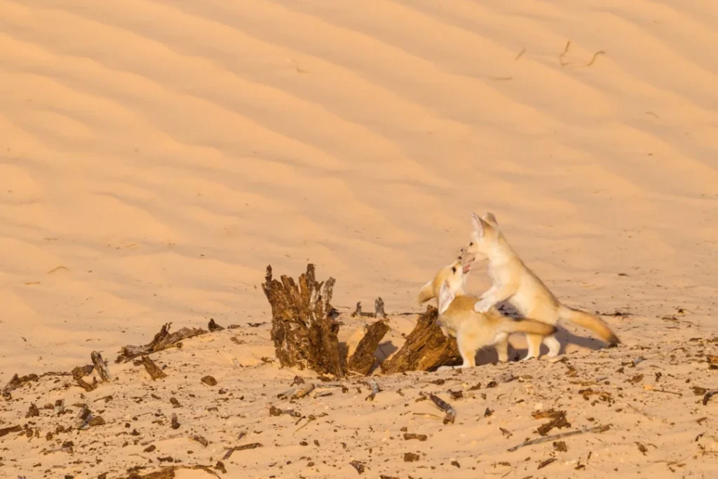 › Forever Tourism LLC Golden sunrise illuminating dunes during a Morning Desert Safari Tour in Dubai