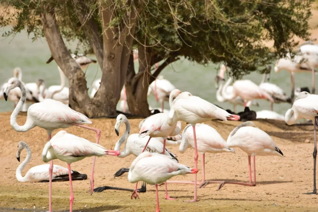 Al Qudra Lake 2 › Forever Tourism LLC Desert safari HD view of golden sand dunes and 4x4 vehicles in Dubai’s desert.