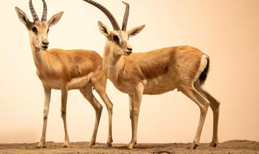 Two Arabian gazelles standing on desert sand, representing iconic desert animals of the UAE.