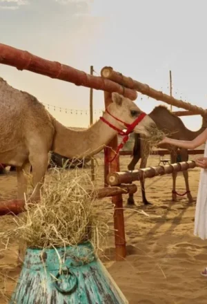 Exciting desert activities in Dubai including dune bashing, sandboarding, camel riding, and traditional cultural experiences