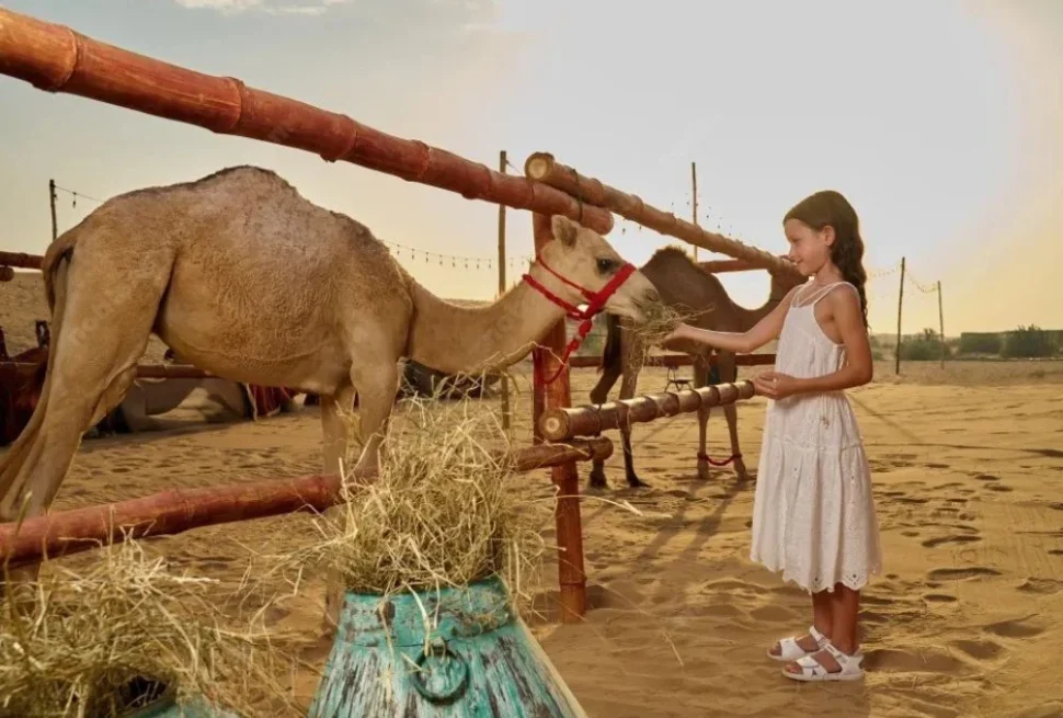 Exciting desert activities in Dubai including dune bashing, sandboarding, camel riding, and traditional cultural experiences