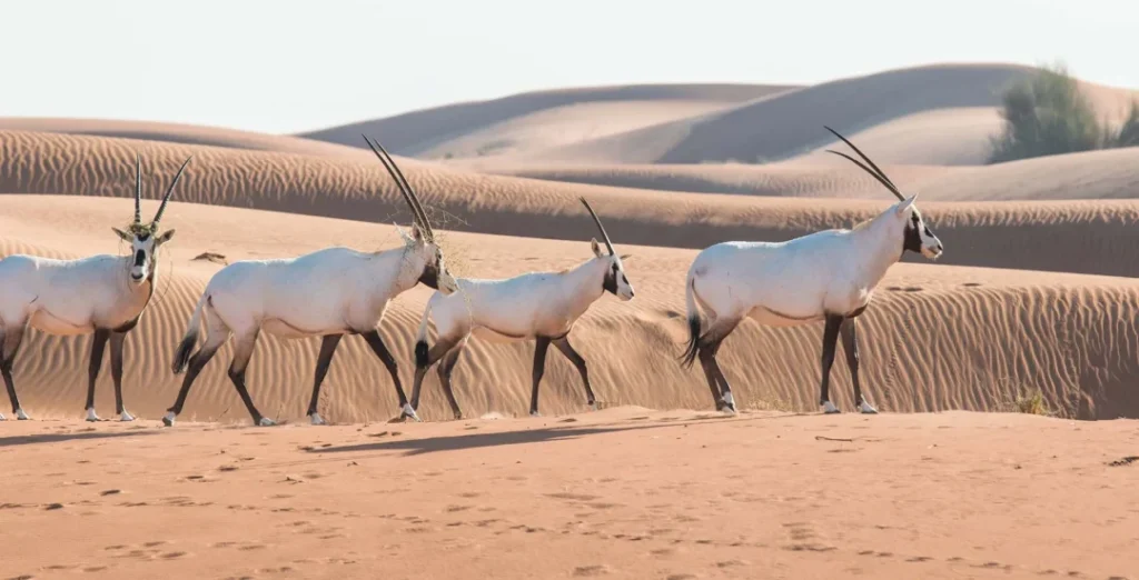 Stunning Dubai desert view with golden sand dunes, clear skies, and a breathtaking sunset landscape
