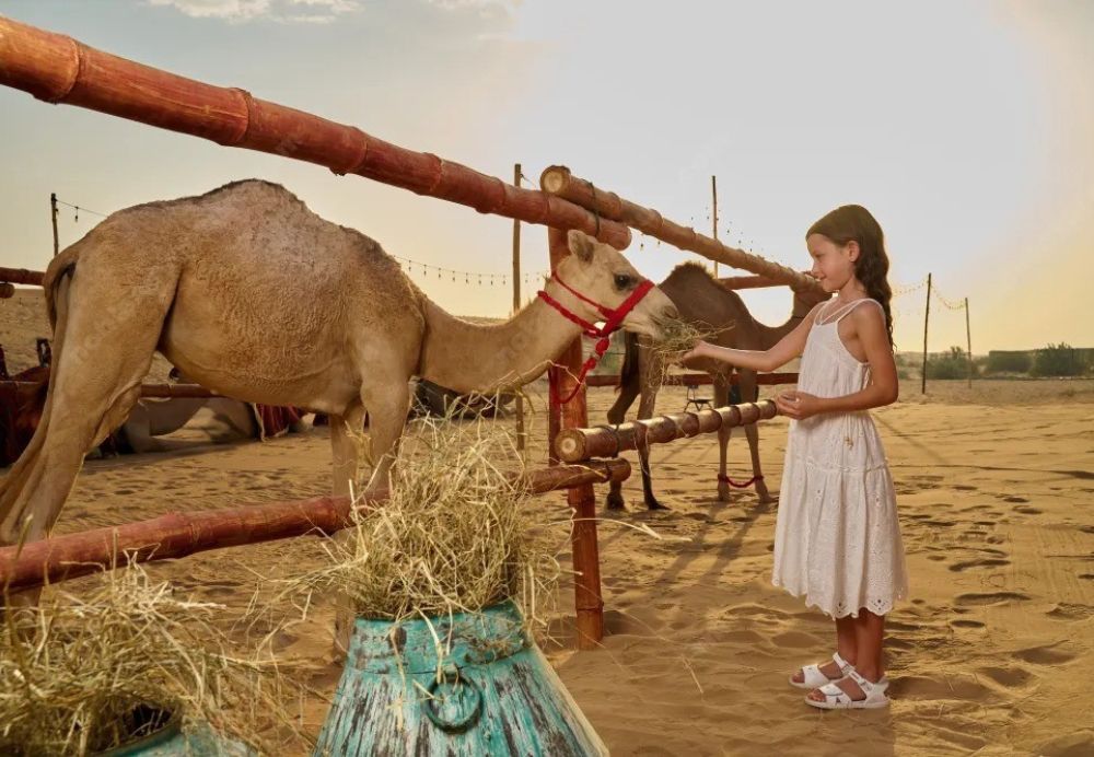› Forever Tourism LLC Sunset over red dunes on the best desert safari Dubai with a 4x4 and sandboard tracks