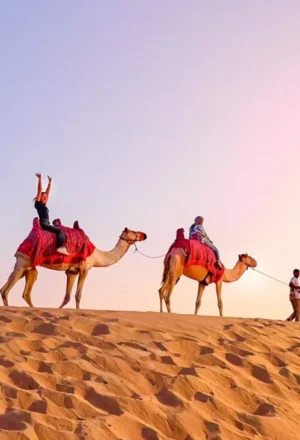 Desert camel walking across golden sand dunes during a scenic sunset ride in Dubai