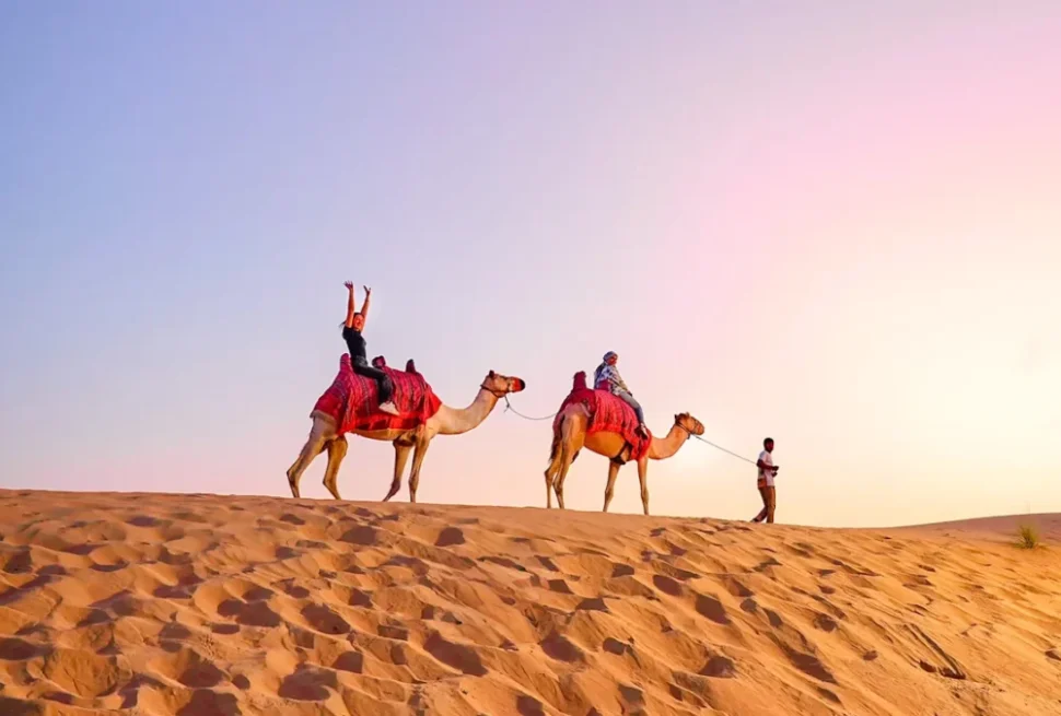 Desert camel walking across golden sand dunes during a scenic sunset ride in Dubai