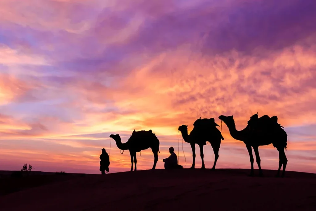 Camel riding adventure during desert safari in Dubai