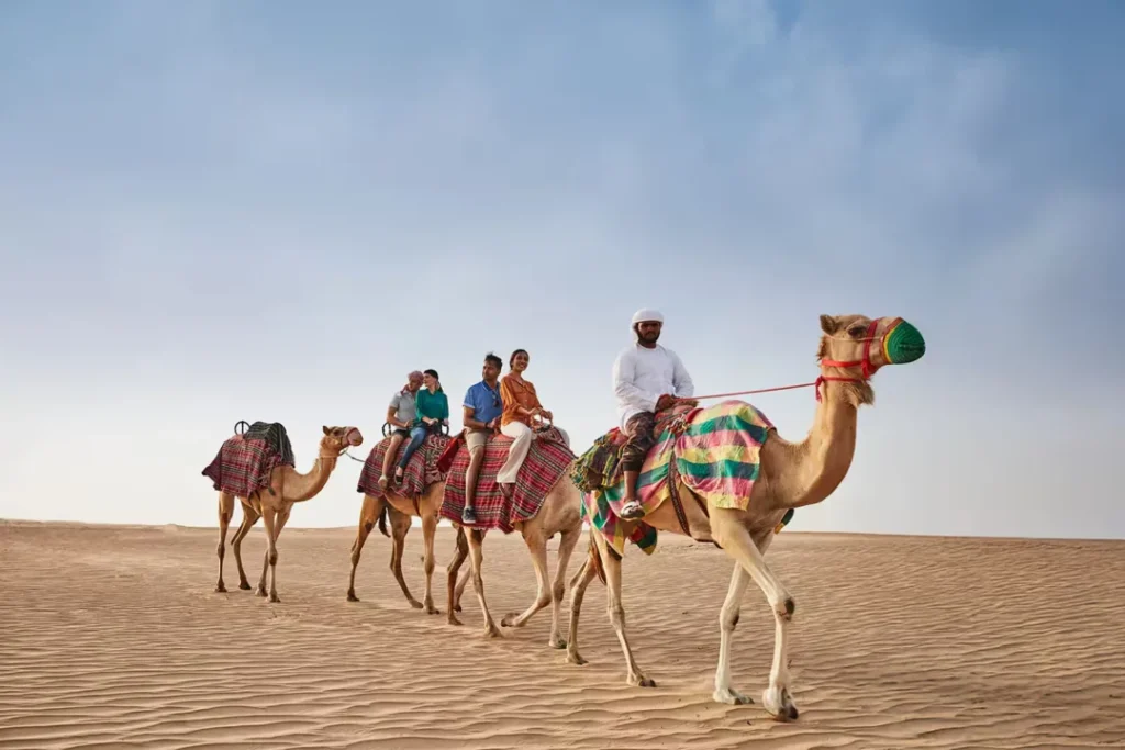 what-to-do-in-al-marmoom-desert-camel-desert-header-det2 › Forever Tourism LLC Desert camel walking across golden sand dunes during a scenic sunset ride in Dubai
