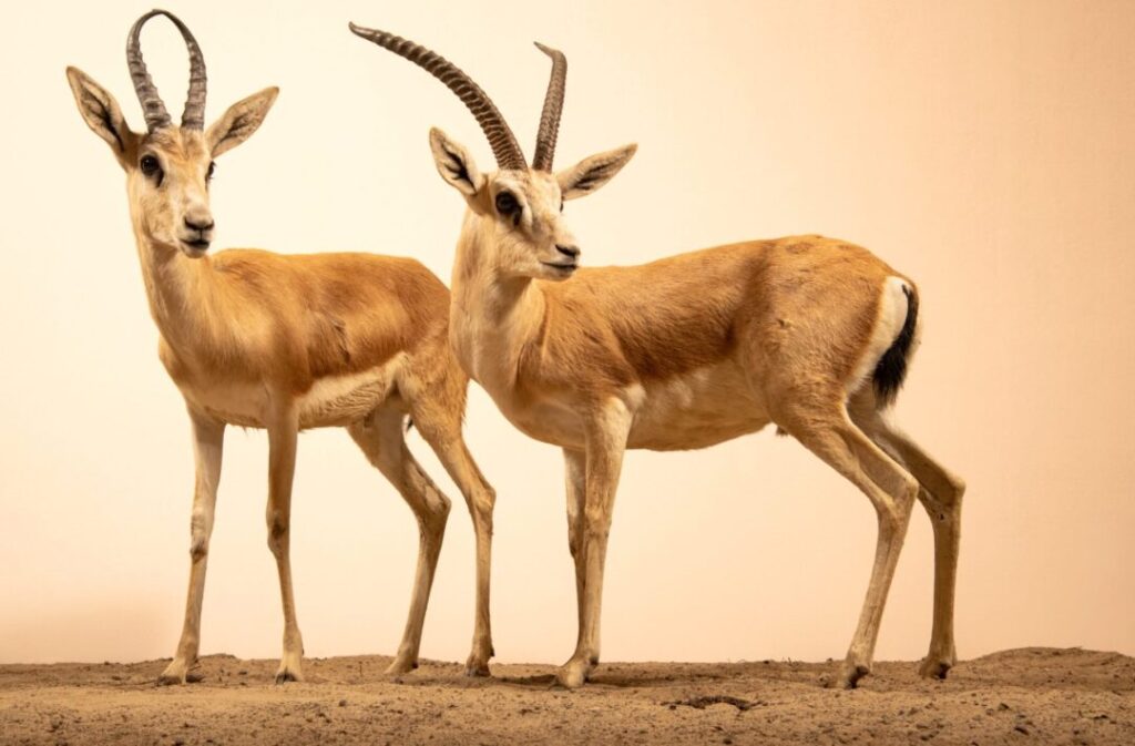 Two Arabian gazelles standing gracefully on golden sand dunes — a perfect capture for Dubai desert photos and desert safari photography.
