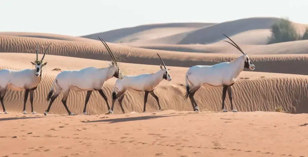 desert safari location map highlighting Lahbab, Al Qudra, DDCR near Dubai