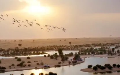Dubai Desert Safari Location Map: Zones & Easy Directions
