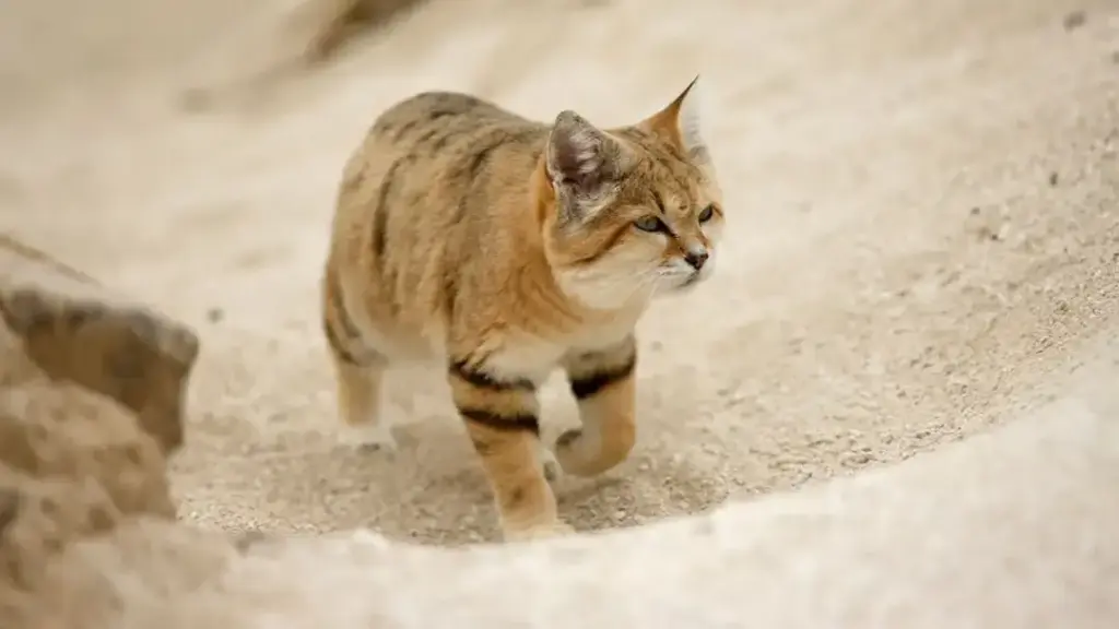 Sand cat walking on desert dunes — one of the fascinating desert animals UAE is home to.