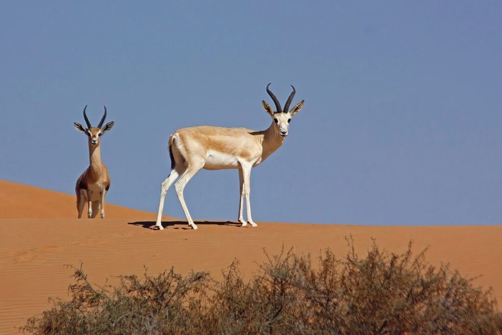 Arabian gazelles standing on desert dunes – Desert Animals UAE