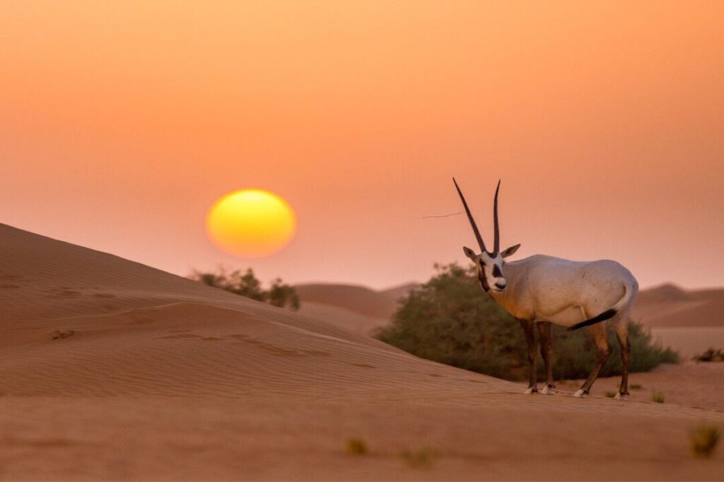 family enjoying UAE holiday 2025 with Dubai skyline and desert in the background