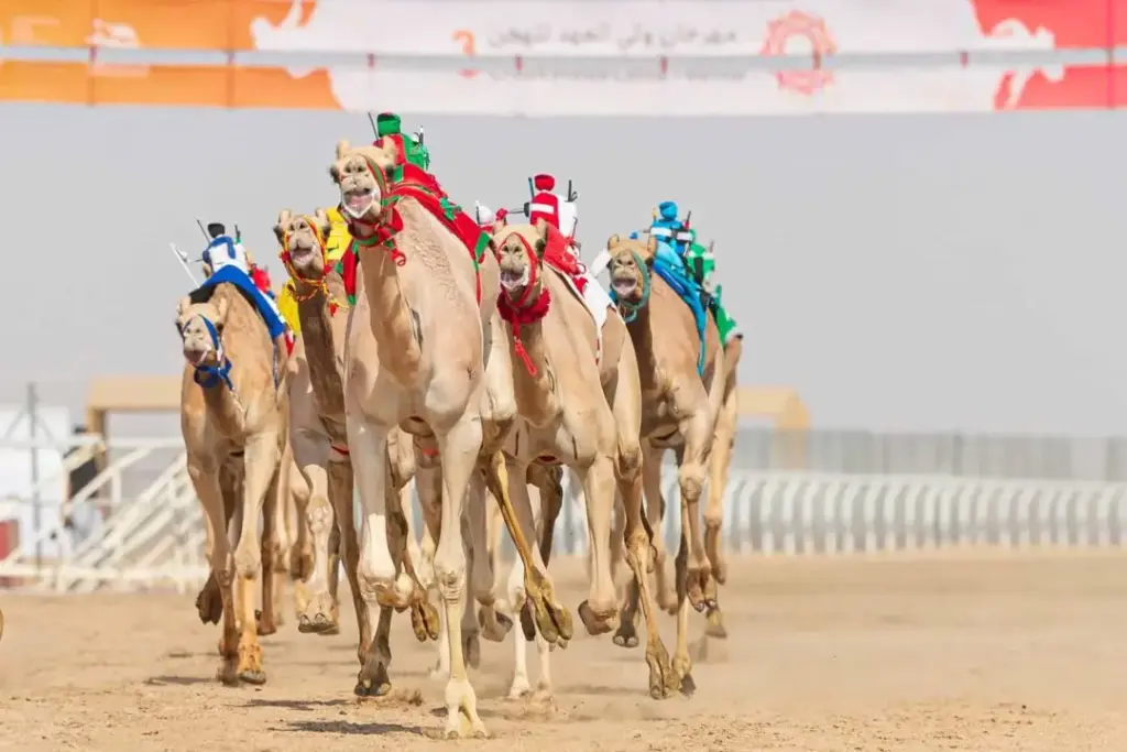 Top Events Dubai Calendar showcasing traditional camel racing at a major cultural sporting event in Dubai