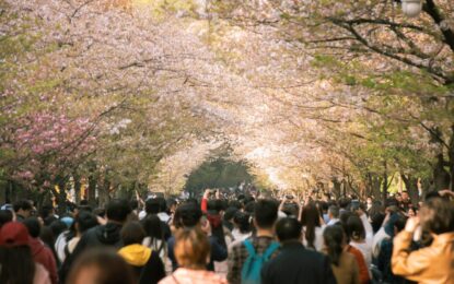 Japan Cherry Blossom Festival Cancelled? Dates, Reasons & Alternatives